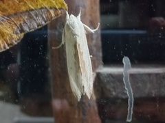 Spodoptera eridania
