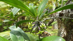 Kadua