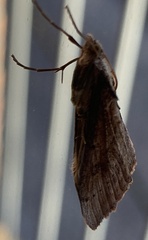 Evergestis isatidalis