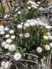 Phaenocoma prolifera