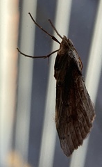 Evergestis isatidalis