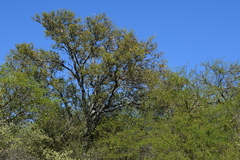 Aspidosperma quebracho-blanco