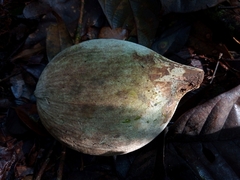 Aspidosperma spruceanum