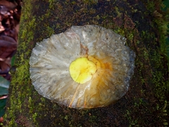 Aspidosperma spruceanum