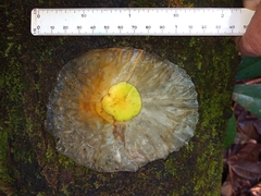 Aspidosperma spruceanum