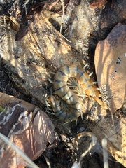 Scolopendra