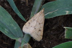 Achyra rantalis