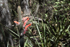 Cleistocactus baumannii
