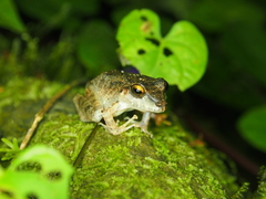 Pristimantis fenestratus