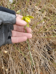 Albuca cooperi