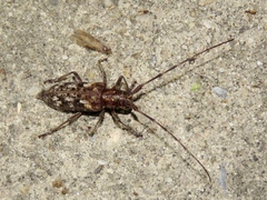 Monochamus carolinensis