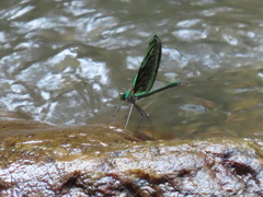 Neurobasis chinensis