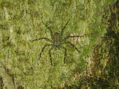 Selenopidae