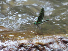 Neurobasis chinensis