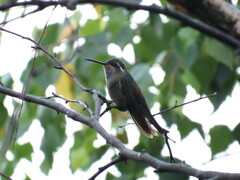 Lampornis amethystinus