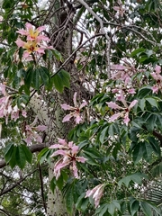 Ceiba speciosa