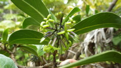 Kadua