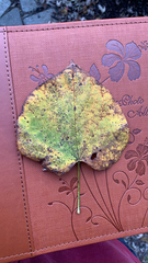 Cercis canadensis