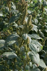 Amaranthus hybridus