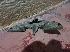 Adhemarius eurysthenes