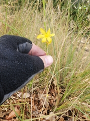 Moraea lewisiae