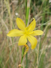 Moraea lewisiae