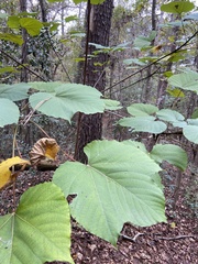 Vernicia fordii