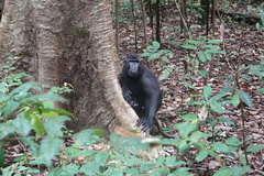 Macaca nigra