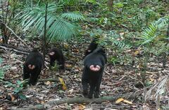 Macaca nigra