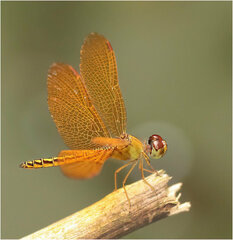 Perithemis electra