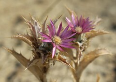 Carlina lanata