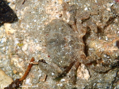 Xantho hydrophilus
