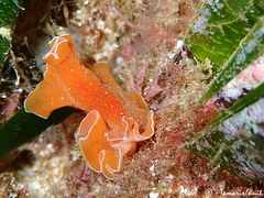 Yungia aurantiaca
