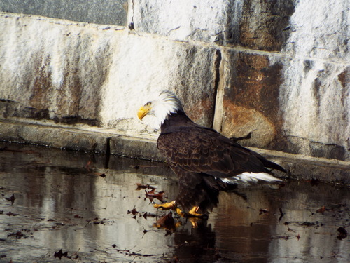 Bald Eagle photographed in Massachusetts