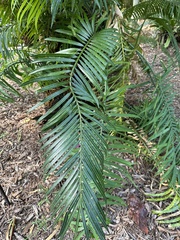 Cycas circinalis