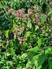Montanoa tomentosa