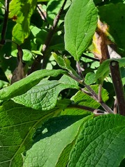 Montanoa tomentosa