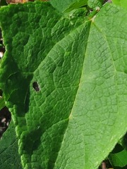 Montanoa tomentosa