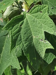 Montanoa tomentosa