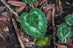 Cyclamen graecum graecum