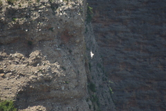 Neophron percnopterus