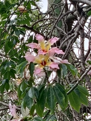 Ceiba speciosa