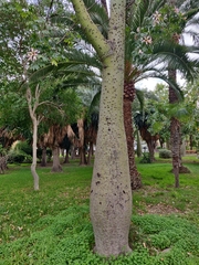 Ceiba speciosa