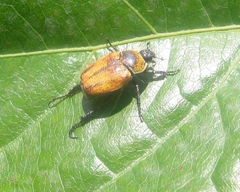 Scarabaeidae