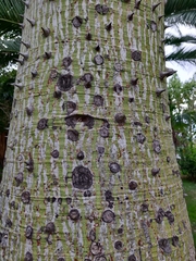 Ceiba speciosa