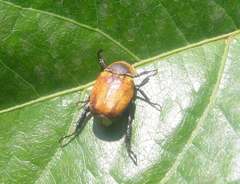 Scarabaeidae