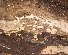 Xylobolus frustulatus