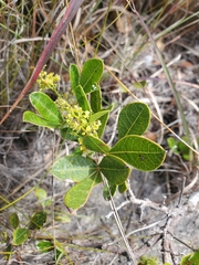 Searsia laevigata