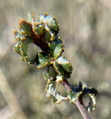 Ceanothus foliosus