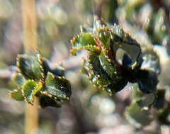 Ceanothus foliosus